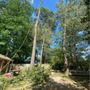 Lizard Tree Service