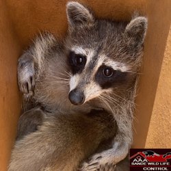 AAA Sande Wildlife Control - Humane raccoon removal is just part of our wildlife removal services. SandeWildlifeControl.com