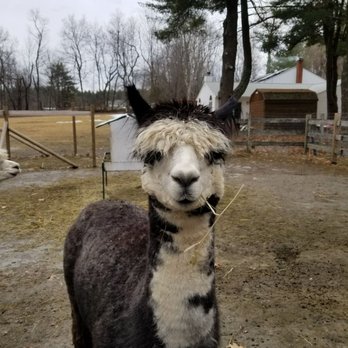 Harvard Alpaca Ranch - Attraction Farms Near Me - Harvard, Massachusetts