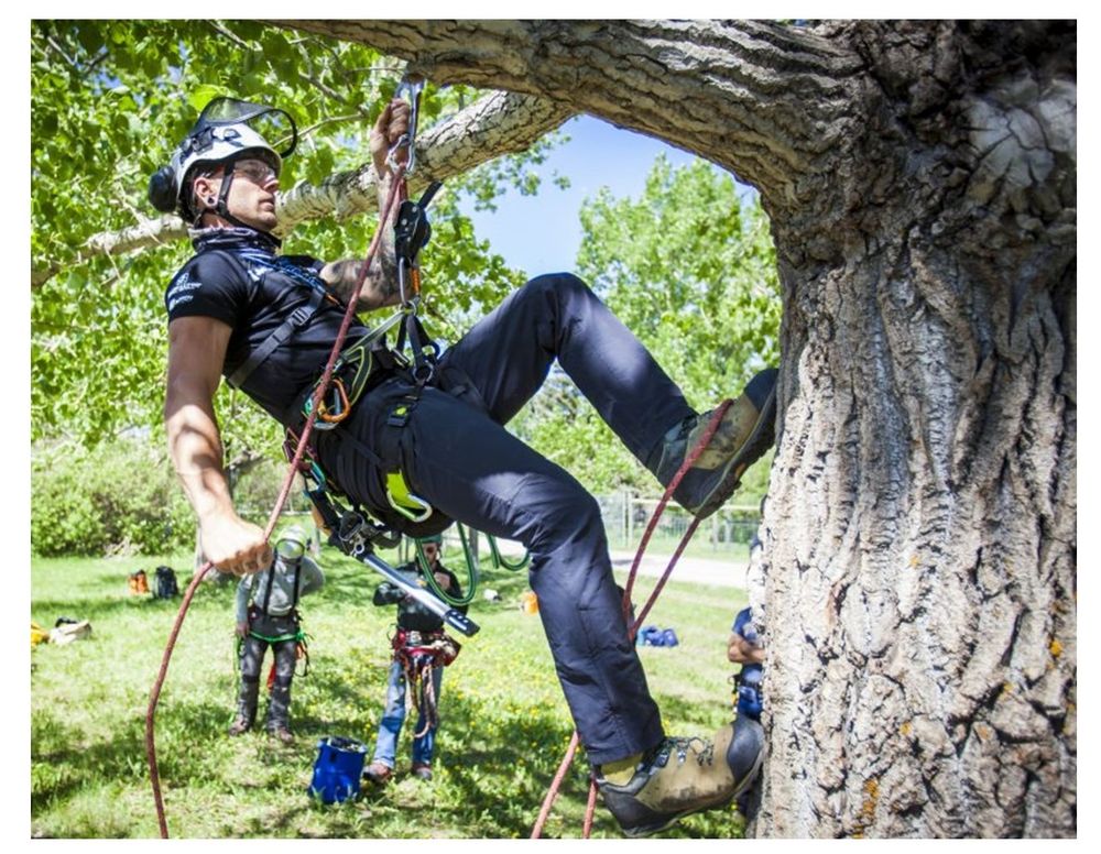 All Around - tree service in Ann Arbor, MI