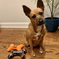Ramapo-Bergen Animal Refuge - Rbari gave us our fur baby. Ears for days. Ruby is our gem.