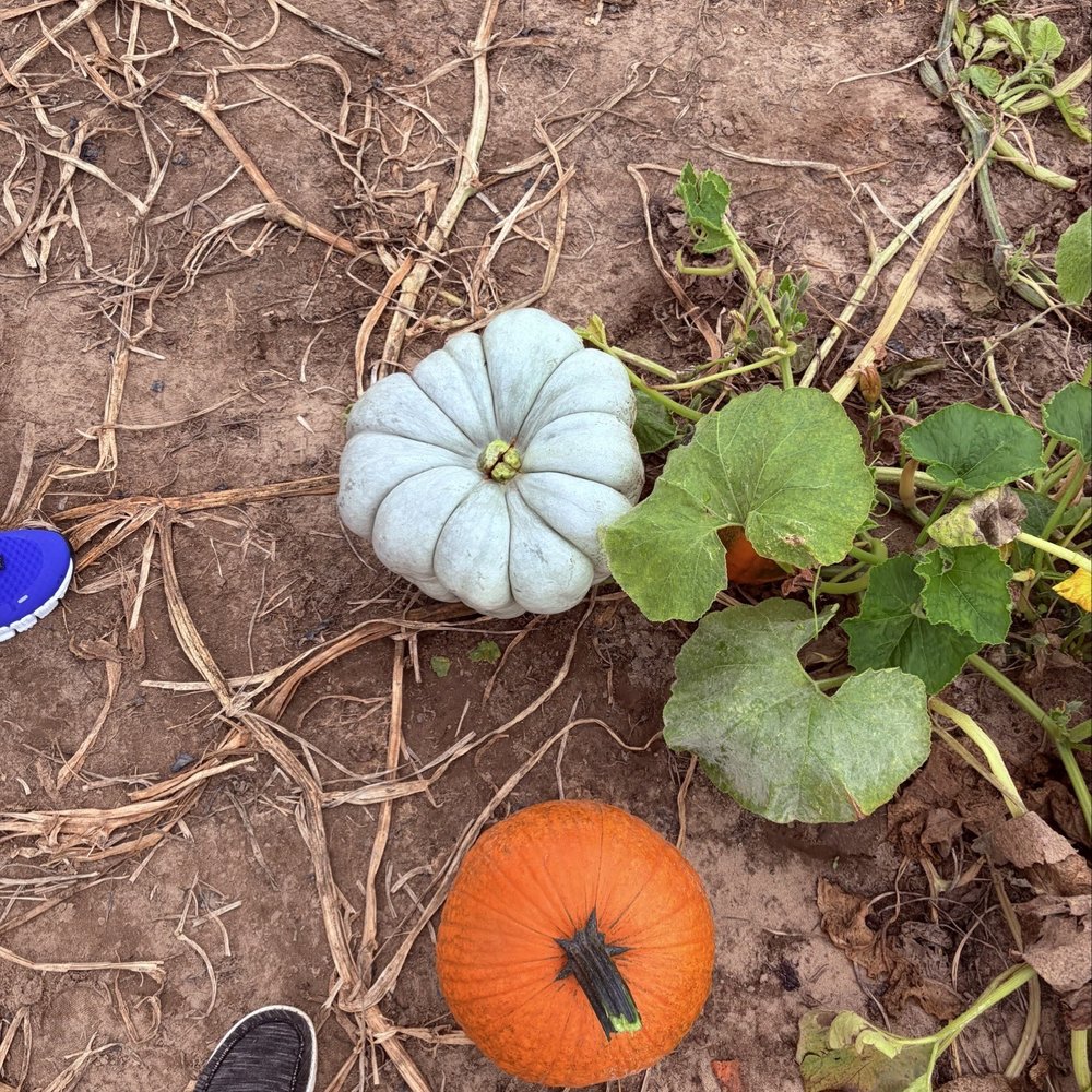 Hickory Ridge Farm - Farmers Market Near Me - Chesapeake, Virginia