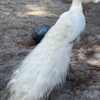 Flamingo Gardens - Botanical Gardens Near Me - Davie, Florida