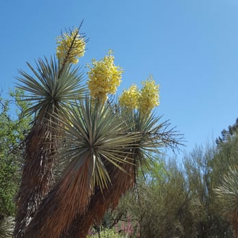 Boyce Thompson Arboretum - Boyce Thompson Arboretum - Botanical Gardens Near Me - Superior, Arizona Boyce Thompson Arboretum - Boyce Thompson Arboretum - Botanical Gardens Near Me - Superior, Arizona