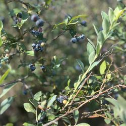 Blueberries!