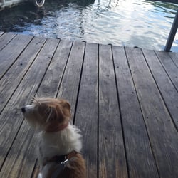 Bull Shoals Lake Boat Dock - Barkevious enjoying the view!