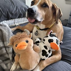Oasis Animal Hospital