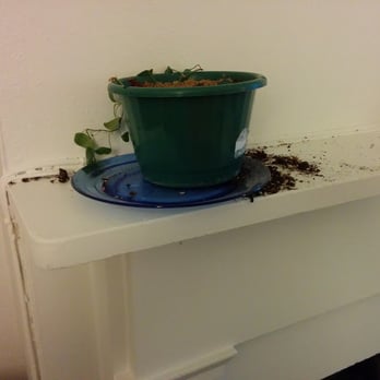 Gotham City Cat Care - The cats started using this potted plant as a makeshift litter-box. - Pet Sitting Near Me Gotham City Cat Care - The cats started using this potted plant as a makeshift litter-box. - Pet Sitting Near Me