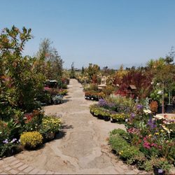 Bokay Nursery
