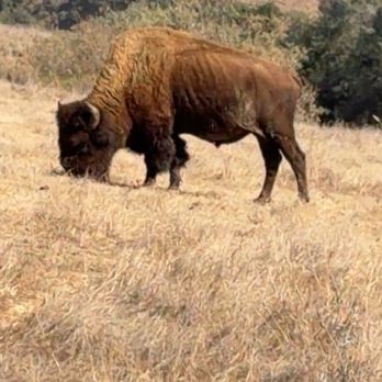 Catalina Expeditions - Tours Near Me - Avalon, California