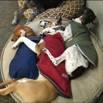 Lucky Dog Daycare - Pet Sitting Near Me - Tacoma, Washington Lucky Dog Daycare - Pet Sitting Near Me - Tacoma, Washington