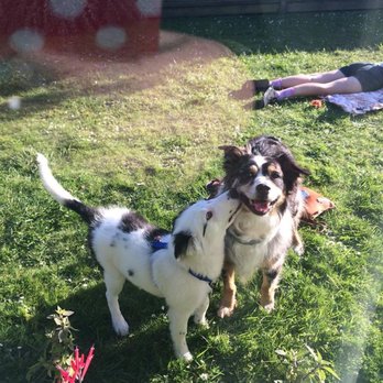 Monique's Pet Friendly Help - Pet Services Near Me Monique's Pet Friendly Help - Pet Services Near Me