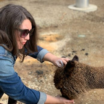 The Alpaca Hacienda - I have known true joy in this life - Attraction Farms Near Me - Temecula, California