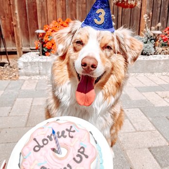 Biscuits Pet Boutique - Dog Birthday cake , birthday hat , Australia Shepherd - Pet Stores Near Me - San Jose, California Biscuits Pet Boutique - Dog Birthday cake , birthday hat , Australia Shepherd - Pet Stores Near Me - San Jose, California