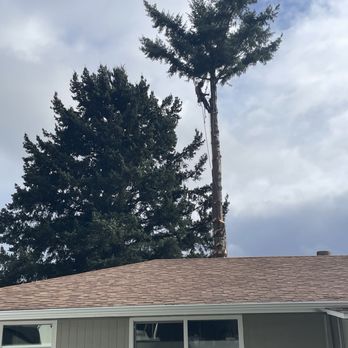 K&J Tree Works - Flying high again. - Tree Services Near Me K&J Tree Works - Flying high again. - Tree Services Near Me