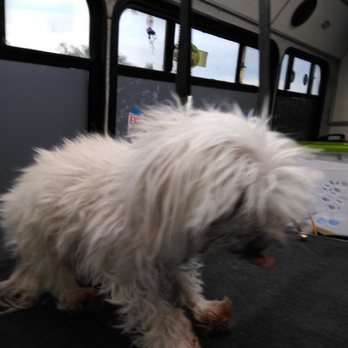 Pampered Paws Mobile Pet Grooming - Pet Groomers Near Me - Mesa, Arizona Pampered Paws Mobile Pet Grooming - Pet Groomers Near Me - Mesa, Arizona