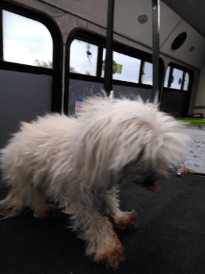 pampered paws mobile pet grooming