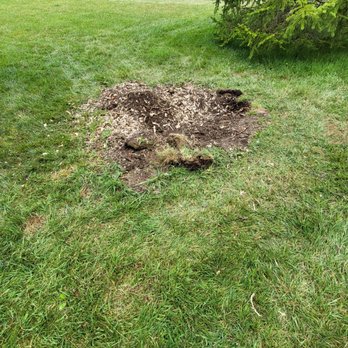 Traxler Stump Removal - Hubby tried to dig this out on his own.  Why, when Nick is so good and reasonable - Tree Services Near Me