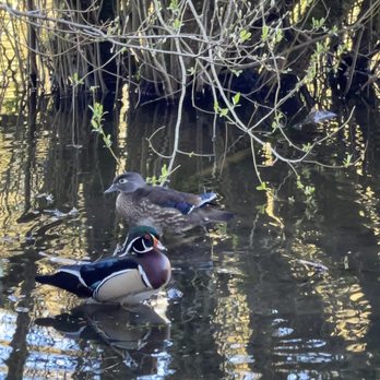 Lake Fenwick Park - Ducks - Parks Near Me - Kent, Washington