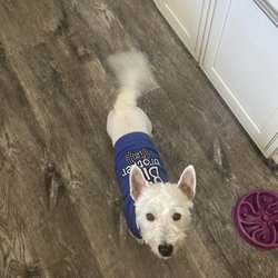 Sudsy Dogs - After his groom.