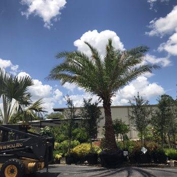 L J Decorating Landscape - a palm tree in the middle of a parking lot - Landscaping Near Me - Cape Coral, Florida L J Decorating Landscape - a palm tree in the middle of a parking lot - Landscaping Near Me - Cape Coral, Florida