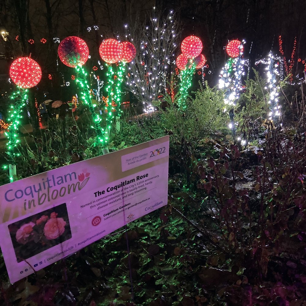 Lights at Lafarge - Lots of Coquitlam in Bloom info posters - this specifically for the Coquitlam rose - Local Flavor Near Me - Coquitlam, British Columbia Lights at Lafarge - Lots of Coquitlam in Bloom info posters - this specifically for the Coquitlam rose - Local Flavor Near Me - Coquitlam, British Columbia
