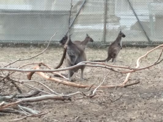 Cleland Wildlife Park by null