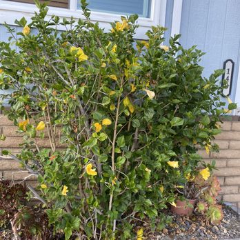 Romero Tree Service & Landscaping - Many plants were saved. - Landscaping Near Me