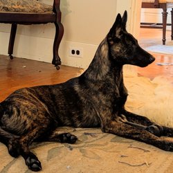 East Coast Shepherds