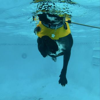 Tiggytastic Dog Training - My Hero continues to learn and relax in the pool with Andy and mom's watchful eye. - Pet Training Near Me Tiggytastic Dog Training - My Hero continues to learn and relax in the pool with Andy and mom's watchful eye. - Pet Training Near Me