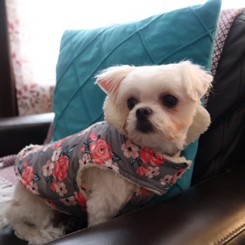 The Pet Studio - How chic is this little furry girl? - Pet Groomers Near Me - Clarksville, Tennessee