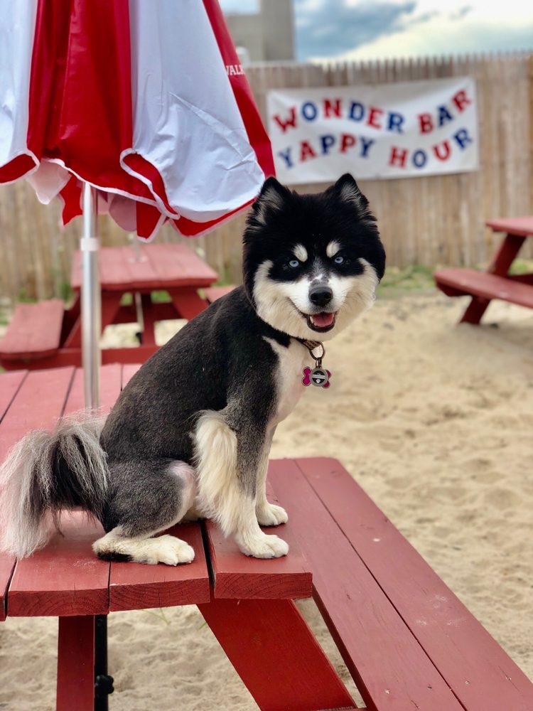 POOCH PARLOR 87 Photos & 54 Reviews 336 Broad Ave, Leonia, New Jersey Pet Groomers Phone