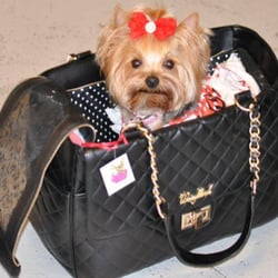 Glamour Dogs