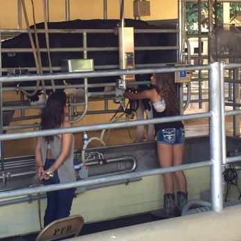 Stanislaus County Fair - Milking a Cow demonstration. I think. - Venues & Event Spaces Near Me - Turlock, California
