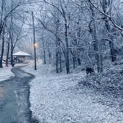 The park in the snow from brownsborrow entrance /no cars parking