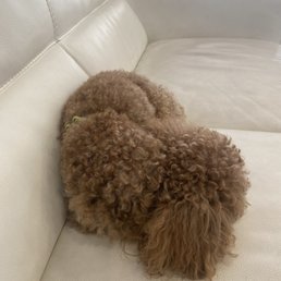 Their dog, he's so sweet and calm