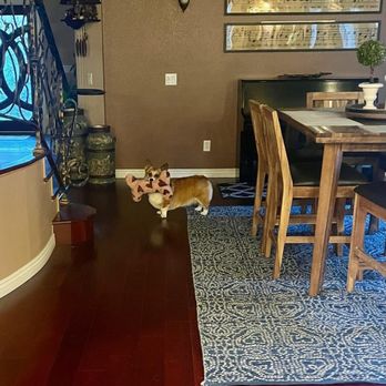 Doggie Couture - Pet Groomers Near Me - Rancho Cucamonga, California Doggie Couture - Pet Groomers Near Me - Rancho Cucamonga, California