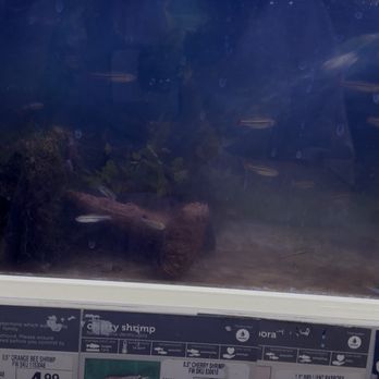 Petco - Disgusting tank water - The image shows a fish tank with water and fish inside, located in a retail store. The tank has a blue background and is viewed through a glass panel. Price tags at the bottom display prices for various seafood items, including shrimp and fish, with specific prices listed for each. The photo appears to be taken in a grocery or pet store setting, focusing on the aquatic display and product pricing. - Pet Stores Near Me - Chico, California