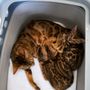 Photo of Cali Pet Club