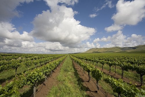 Cambria Winery by null