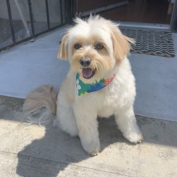 Uptown Paw - Bath and Tidy Up Appointment! - Pet Groomers Near Me - Huntington Beach, California Uptown Paw - Bath and Tidy Up Appointment! - Pet Groomers Near Me - Huntington Beach, California