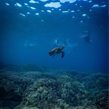 Trilogy Excursions - Snorkeling Near Me - Lahaina, Hawaii