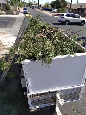 Yard Clean Up - Call us today at 602-301-0469, or fill out the contact form to schedule your free estimate for your stump crushing or removal project. Our professional team can restore and revitalize your property in no time! Yard Clean Up - Call us today at 602-301-0469, or fill out the contact form to schedule your free estimate for your stump crushing or removal project. Our professional team can restore and revitalize your property in no time!
