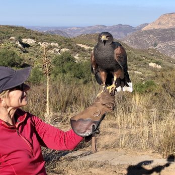 Sky Falconry - Wife and Harris hawk - Specialty Schools Near Me - Alpine, California Sky Falconry - Wife and Harris hawk - Specialty Schools Near Me - Alpine, California