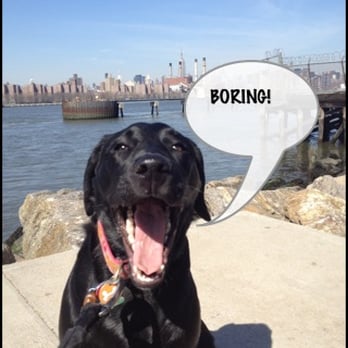 Brooklyn Bitches - http://www.brooklynbitches.net/ - Dog Walkers Near Me