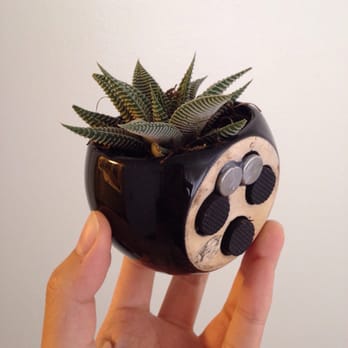 Pueblo - Succulent with magnets! - Nurseries & Gardening Near Me - Phoenix, Arizona