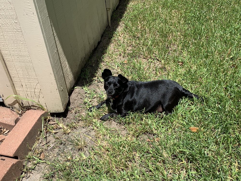 GINA’S MOBILE PET GROOMING Updated August 2024 15 Photos & 23