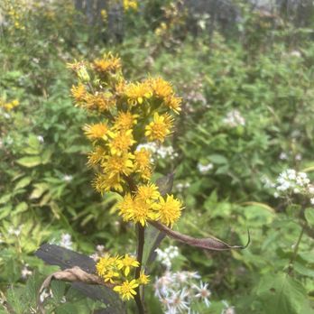 Mount Mitchell State Park - Flowers along the trail. - Parks Near Me - Burnsville, North Carolina