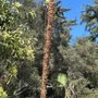 Photo of Francisco's Tree Service