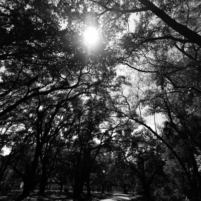 Botany Bay Heritage Preserve/Wildlife Management Area by null